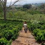 Tour de café Kane Kiana (4 horas)