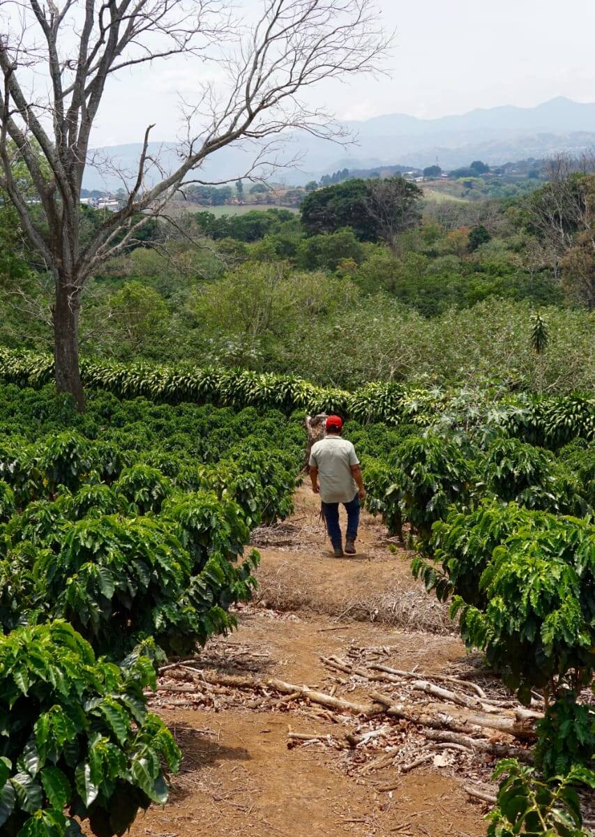 Tour de café Kane Kiana (4 horas)